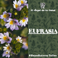 Su fruto es una cápsula. Suele crecer en los collados de los montes, praderas húmedas, pastos e incluso florestas de toda Europa.
