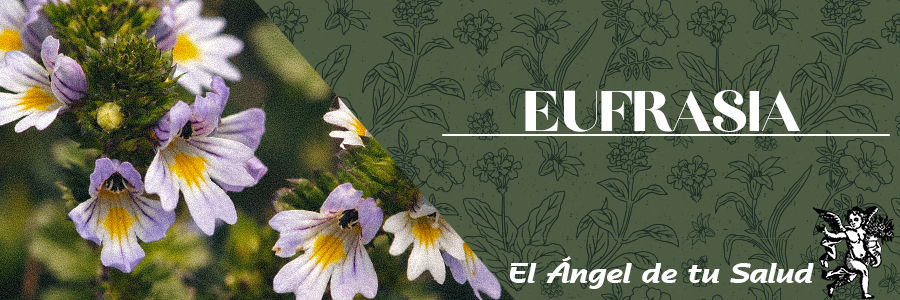 Es una planta anual de tallo bajo, ramificado y con hojas opuestas, pequeñas y dentadas. En la axila de dichas hojas nacen flores que pueden ser blancas, amarillas o violáceas, claramente bilabiales. 