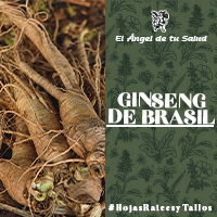 El Ginseng de Brasil es muy recomendada en tiempos de fatiga inducida por estrés agudo, pues informes modernos han sugerido que esta raíz es una gran adición dietética para aumentar el rendimiento físico.