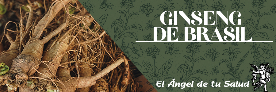 Tradicionalmente se ha utilizado como alimento para muchos recolectores del bosque y de vez en cuando se administró para una variedad de dolencias, de ahí su apodo 
