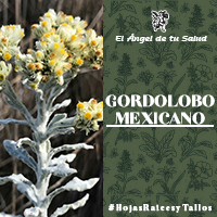 En algunas partes indígenas de la República mexicana, las decocciones de flores o raíces se han utilizado para aliviar la tos ferina, la tonsilitis (amigdalitis), la bronquitis, el aliento difícil, la diarrea suave, los vómitos, los calambres intestinales, las heridas internas, las inflamaciones del estómago y vejiga y la congestión renal. 