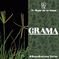 Las sales potásicas le confieren claros efectos diuréticos y depurativos, por lo que la Grama está indicada para estimular la producción de orina y para favorecer la eliminación de toxinas a través de ella.