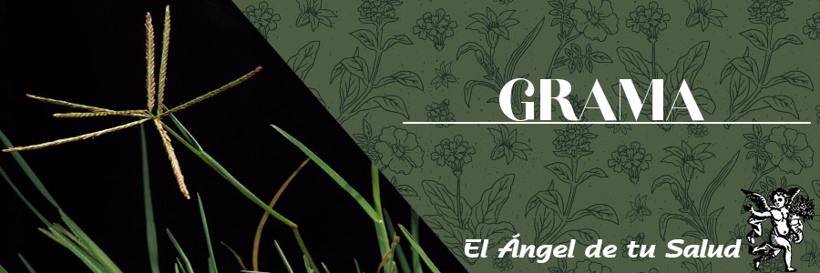 La Grama también se emplea en niveles altos de ácido úrico o urea, y frente a la hipertensión arterial, por lo que se ha indicado en alteraciones hepáticas y biliares.