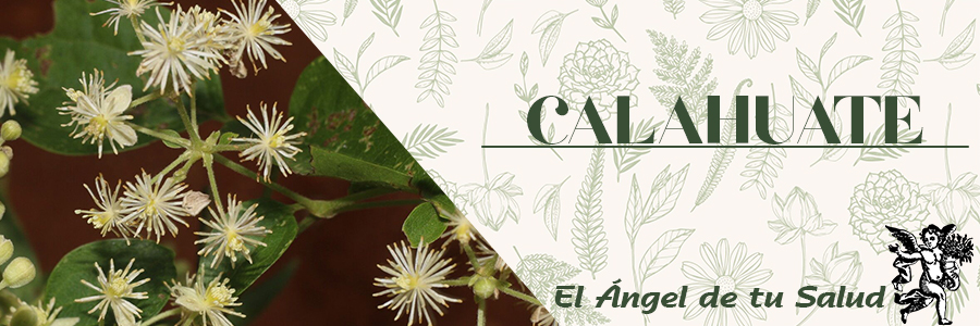 Se utiliza con fines medicinales para tratar heridas y llagas.