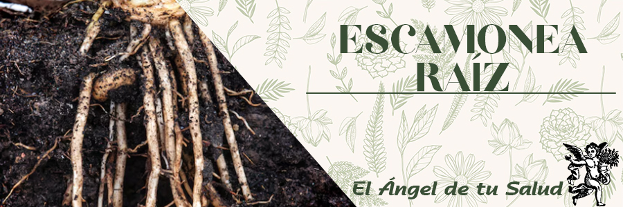 Es un desinfectante natural. Ayuda a cicatrizar las heridas, a curar eccemas, hongos, picaduras de insectos, abscesos y quemaduras.