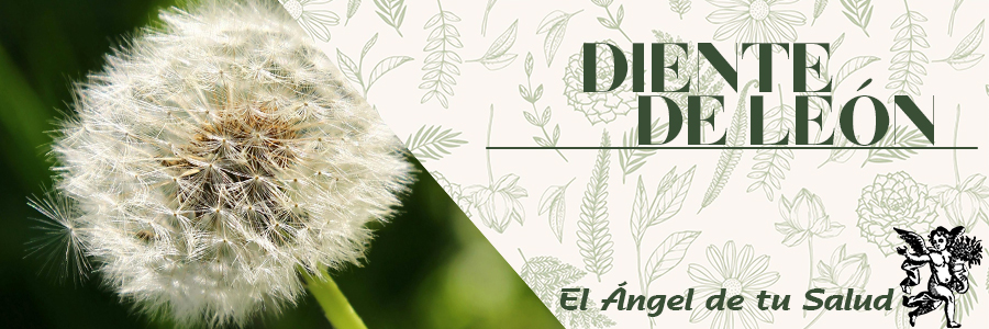 Es una planta depurativa, indicada para purificar el organismo de elementos tóxicos. Puede actuar en el hígado, riñón y la vesícula biliar, y con su efecto diurético evita la aparición de piedras en el riñón. También es un tónico digestivo contra el estreñimiento y la resaca de alcohol.