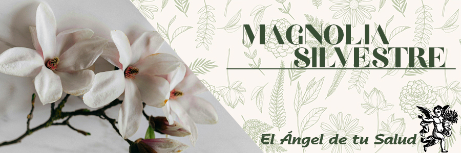 Se cree que poniendo un poco de Magnolia Silvestre cerca de la cama o debajo de ésta para conservar la fidelidad de una relación.