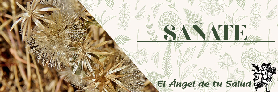 El Sañate, nos protege contra el efecto oxidativo que se produce a nivel celular, previniéndonos de la acumulación de placa en los vasos sanguíneos.