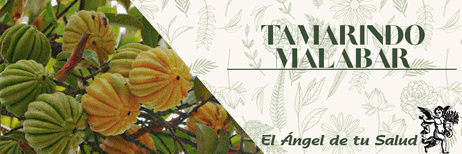 En principio su uso continuado es seguro, pero que no es recomendable para las personas con diabetes. En cualquier caso, siempre es necesario consultar al médico antes de tomar este tipo de productos, sobre todo si se está siguiendo algún tratamiento con fármacos, porque las plantas medicinales pueden interactuar con estos.