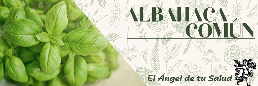 El jugo que podemos extraer de la albahaca es ideal para mejorar los problemas en los dientes y ojos.