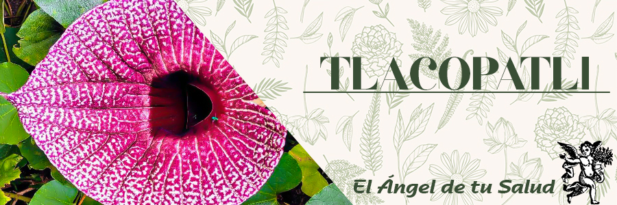 Utilizado en medicina tradicional como remedio emenagogo (que provoca la menstruación de las mujeres), febrífugo (contra la fiebre), sudorífico y externamente para tratar dolores reumáticos y de huesos. 