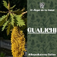 Las hojas también, son a veces calentadas y aplicados como cataplasma a las heridas.