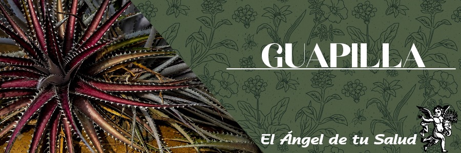 Su nombre científico es hechtia glomerata, mejor conocida como huapilla (o guapilla); es de la familia de las bromelias, parecida a una palma, pero pequeña y a nivel del suelo.