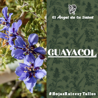 Esta planta sirve para depurar, ya que combate la falta de apetito, la indigestión, permite la adecuada evacuación por lo que abate el estreñimiento, la gastritis, los cólicos, la inflamación en el estomago y la ulcera gástrica.