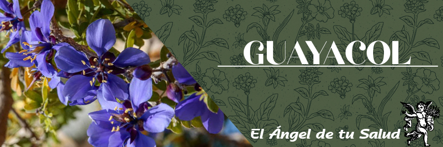 Se le emplea, asimismo, para la disentería, flujo vaginal, heridas infectadas, y la abeja y picaduras de escorpiones. En Norteamérica se utiliza para las paperas, fracturas de hueso, y como un estimulante uterino para acelerar el parto.