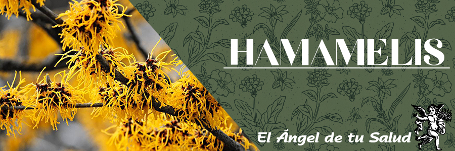 El hamamelis cuenta con poderosas propiedades astringentes que actúan sobre el aparato circulatorio.