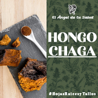 El Hongo Chaga es un buen regulador de nuestra presión arterial y ayuda a controlar el colesterol en la sangre.