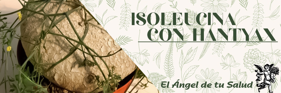 Uso medicinal. Para llagas o úlceras difíciles de cicatrizar: se corta en trozos, se seca, se muele y se hace polvo.