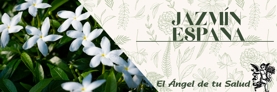 El Té de jazmín es un buen coadyuvante para la pérdida de peso, activa el metabolismo y calma la ansiedad.