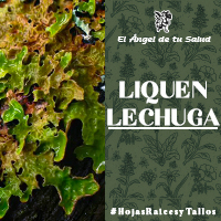 Se utilizaba en todo tipo de afecciones de los órganos respiratorios, ya que se decía que debido a su aspecto pulmonar se trataba de un gran remedio para sanar los pulmones y las afecciones derivadas de ellos.