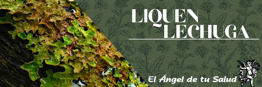 El Liquen Lechuga es otro ejemplo de las plantas que tienen forma de algún tejido, en este caso al pulmón, y se le atribuyen propiedades curativas sobre los mismos; en la antigüedad se le atribuyeron propiedades benéficas sobre padecimientos pulmonares.