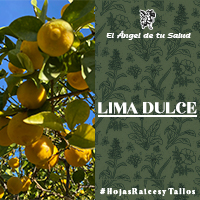 Posee propiedades que benefician el sistema cardiovascular, las cuales repercuten finalmente en el mejoramiento de la salud del corazón. 