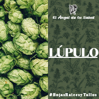 El Lúpulo es un planta “tónica”, antiséptica, digestiva, diurética y sedante, por lo que es útil en el tratamiento de afecciones nerviosas, e infecciones; mejora la digestión e induce la menstruación.