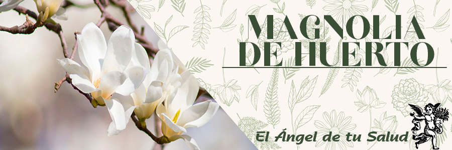 Sus flores se caracterizan por semejarse a un lirio, de tonos entre púrpura y rosa y, tiene un aroma semejante a la frambuesa. 