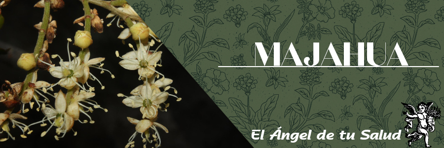 La Majahua se usa contra las almorranas, también se usa como pectoral eficaz, como laxante y para las enfermedades inflamatorias agudas de los órganos digestivos.