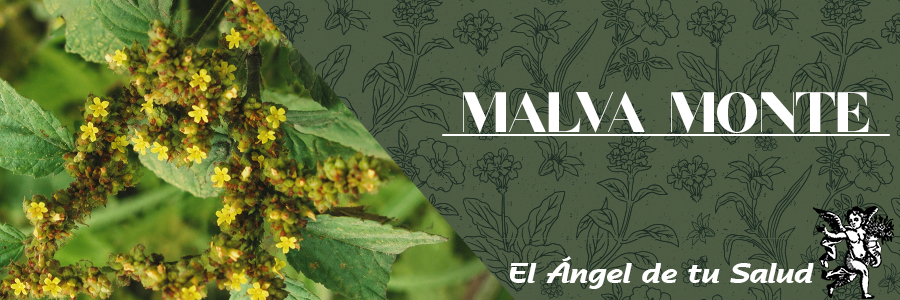 Los mucílagos ayudan a prevenir enfermedades, a combatir la diarrea y reducir los niveles de colesterol “malo” en la sangre, entre otros beneficios para la salud.