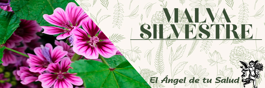 La infusión de malva se puede emplear además contra las inflamaciones de la boca y la garganta haciendo enjuagues y gargarismos.