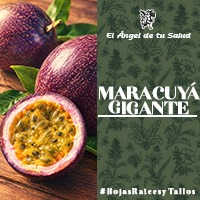 El uso medicinal  de la Maracuyá Gigante está muy extendido para tratar los casos de nerviosismo, el insomnio o el alivio de la ansiedad.
