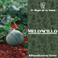 Al Meloncillo se le atribuyen propiedades medicinales como diurético y alimenticio, ya que su raíz es utilizada como purgante y ayuda para controlar el vómito.