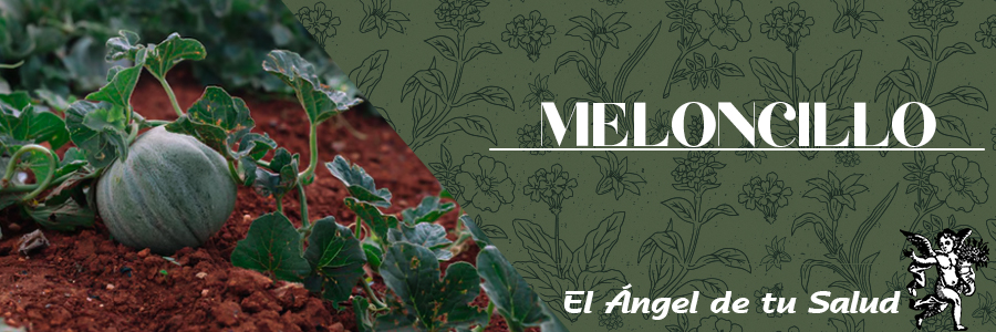 La Raíz de Meloncillo es beneficioso en el tratamiento de hemorroides con sangrado también. Para ello, es necesario beber un vaso de leche mezclada con una cucharada de meloncillo. Siga este tratamiento diario de la mañana. También elimina los parásitos intestinales .