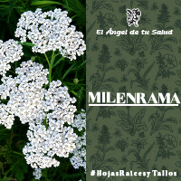  La Milenrama es útil en los espasmos de las vías digestivas gracias a su acción antiespasmódica, también en caso de fatiga general; su principio amargo es tónico y digestivo.