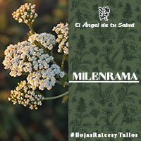  La Milenrama es útil en los espasmos de las vías digestivas gracias a su acción antiespasmódica, también en caso de fatiga general; su principio amargo es tónico y digestivo.