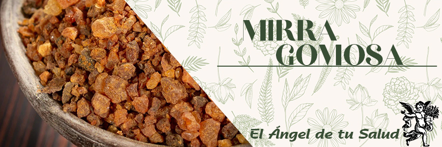 La Mirra tiene un sabor amargo pero refrescante y puede ayudar a aliviar la inflamación y a destruir las bacterias que provocan la gingivitis, forma temprana de la enfermedad de las encías