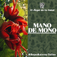La Mano se Mono su flor es usada como planta medicinal para tratar afecciones del corazón y para otros aspectos afines como regular la presión.