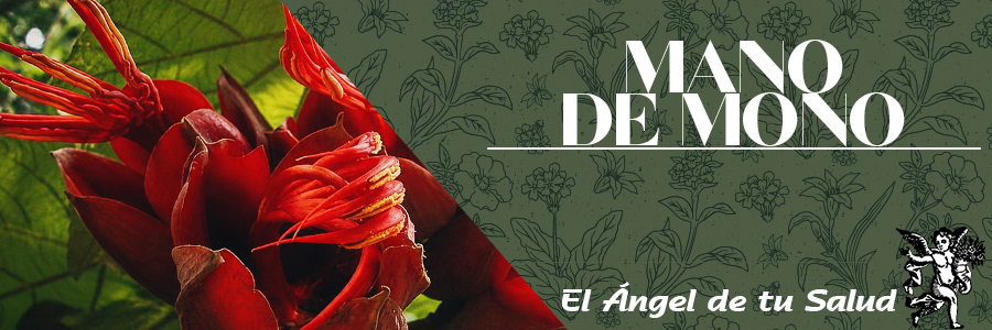 La Mano de Mano además de ser usada para curar los males del corazón, se le ocupa para regular la presión, además se hace mención de su uso medicinal en ataques, dolor de cabeza, mareos, postparto y para evitar que el niño suspire demasiado.