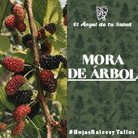 La Mora de Árbol baja la fiebre, además de que ayuda a sanar las ulceraciones de la boca y las encías, regula la temperatura, mejora la acción antipirética, disminuyendo la temperatura.