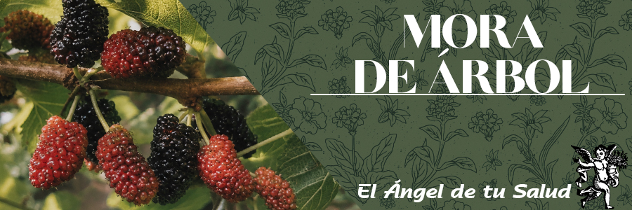 La Mora de Árbol es útil en inflamación, enrojecimiento y dolor de los ojos, sequedad de ojos, al mismo tiempo que se acompaña de tos.