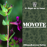 La planta Moyote ha sido aplicada a las heridas contusas y tumores. En forma de infusión, por vía oral, ha sido usada para tratar la disentería o la diarrea (con o sin expulsión de sangre) y malestares del estómago.