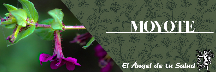 Las hojas y tallos del Moyote han sido empleados empíricamente en el tratamiento de golpes, diarreas, padecimientos estomacales, paperas, baños posparto; para lavar lesiones, disminuir la fiebre en sarampión, viruela y otras enfermedades.