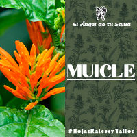 Con el cocimiento de muicle también se combaten algunas enfermedades definidas culturalmente como sustos, aires y sombras mal puestas.