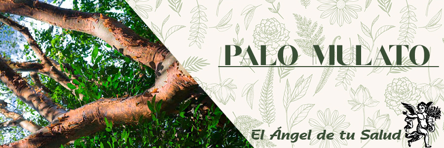 El Palo Mulato tiene efectos antiinflamatorios y puede ser una opción potencial en el tratamiento de enfermedades inflamatorias.