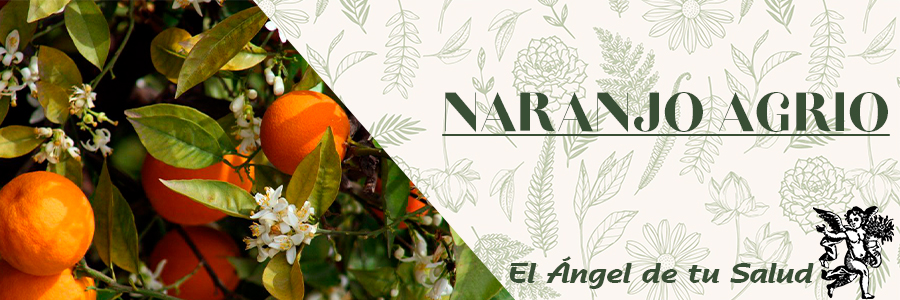 Las hojas deben recolectarse en primavera, directamente del árbol, secarlas lo más rápidamente posible y guardarlas al abrigo de la luz y la humedad.