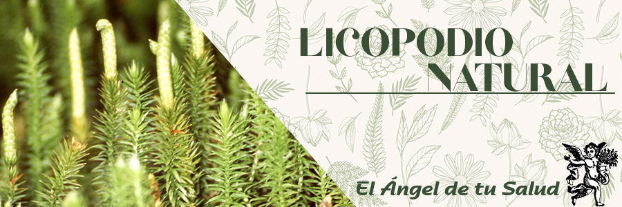 El licopodio tiene también otros beneficios reconocidos: ayuda a curar de gota y reumatismo, estreñimiento, hemorroides, calambres de pantorrilla (se usa en baños de asiento) y de enfermedades de los órganos genitales, como la induración y el dolor de testículos.