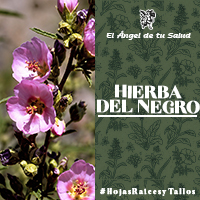 La Hierba del Negro sirve contra las hinchazones leves, se indica también para el calentamiento de cabeza de los niños, el tratamiento de la quijada y cuando se presentan hemorragias, pasmo o delgadez extrema.