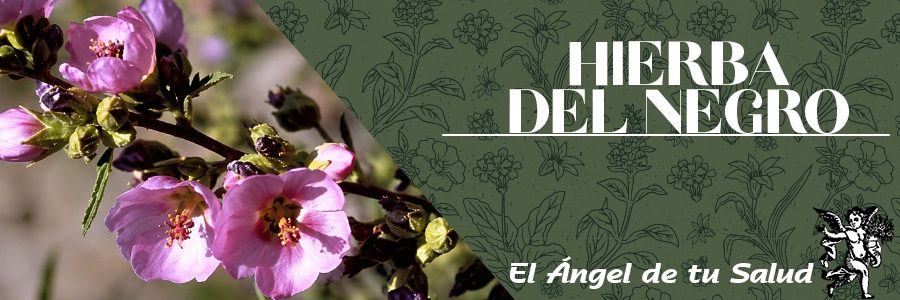 La Hierba del Negro se utiliza para infecciones de la piel en general en casos de granos, se coloca un emplasto con las hojas molidas, para los mezquinos y la tiña se aplica la savia directamente.