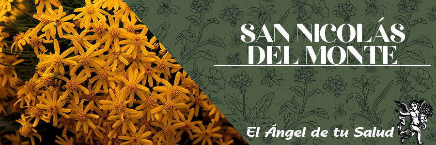 Por su aceite esencial, obra como antigastrálgico, y al ser eliminado por la mucosa pulmonar y brónquica, ejerce una acción antiséptica y desinflamante, de allí su utilidad en las gastralgias, bronquitis y neumonías.